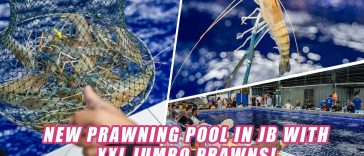 meiji KINOKO-NO-YUME ワイヤレスイヤホン Meiji blocks import of counterfeit Kinoko no Yama earphones