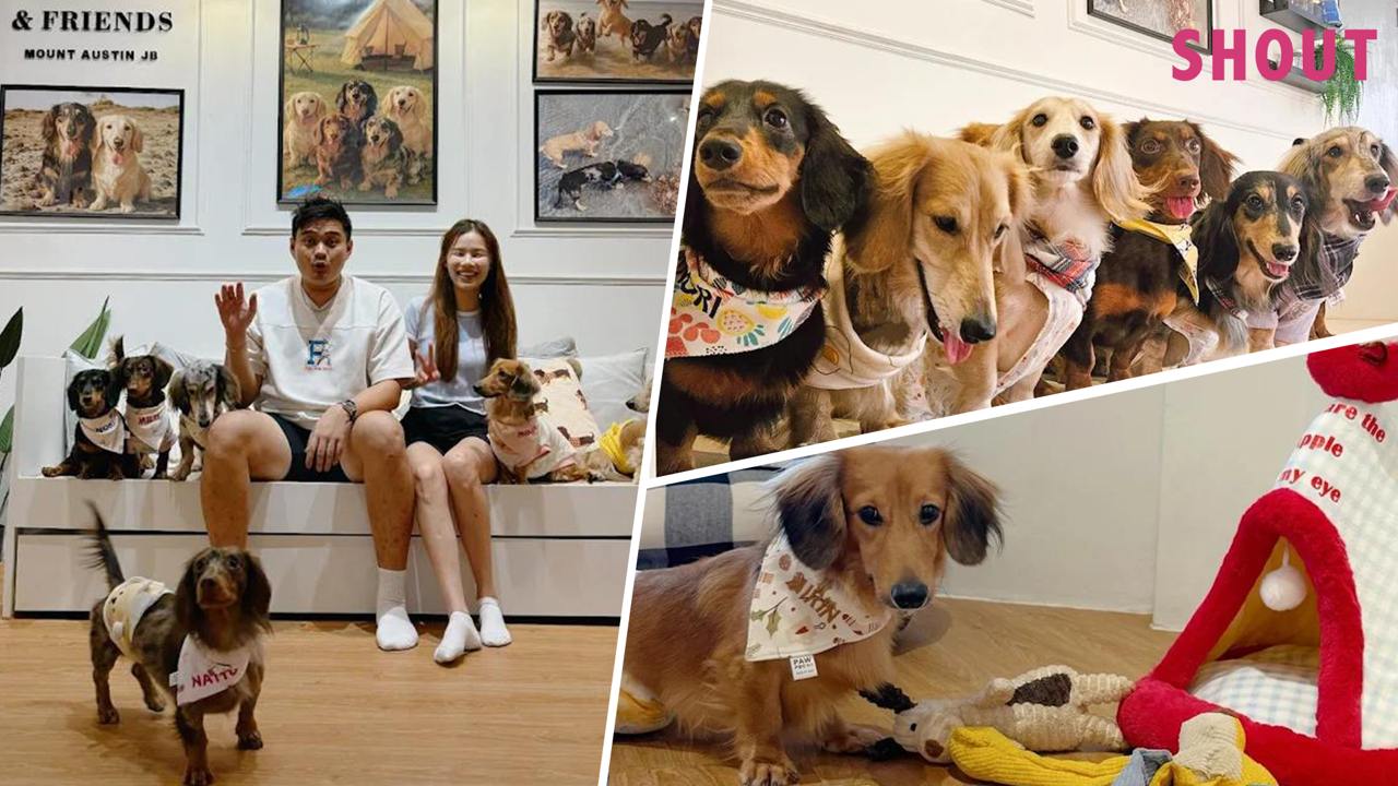 新山第一家腊肠狗咖啡馆，提供腊肠犬主题商品，入场费约 9 新元！