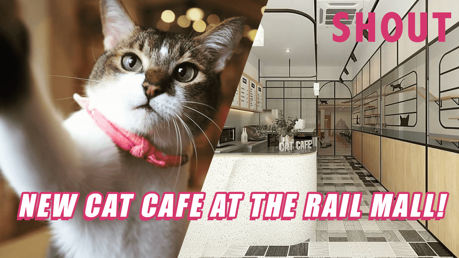 New Cats  Caf  At The Rail  Mall  Bukit Timah Houses 11 