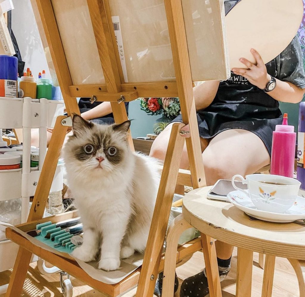SINGAPORE'S FIRST ART JAMMING WITH CATS FOR JUST 40 WITH A FREE DRINK