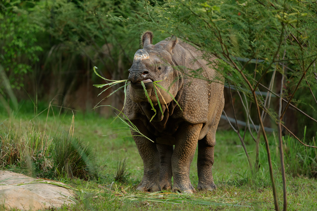 FIRST EVER INDIAN RHINOCEROS FEEDING SESSIONS IN SINGAPORE AT NIGHT SAFARI  – Shout