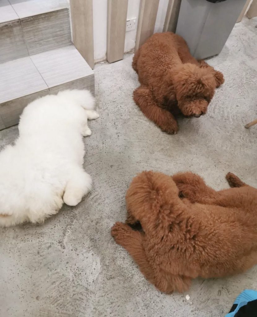 THIS DOG CAFÉ IN JOHOR BAHRU IS 20 MINUTES AWAY FROM THE CHECKPOINT & HAS NO ENTRANCE FEES! Shout