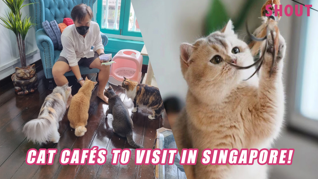 CAT CAFÉS & CATTERIES IN SINGAPORE WHERE YOU CAN PLAY WITH THE FLUFFIEST KITTENS FROM 5! Shout