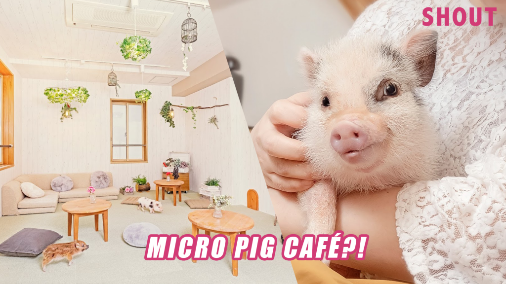 MEET TINY MICROSIZED PIGS AT THIS MINI PIG CAFÉ IN JAPAN! Shout
